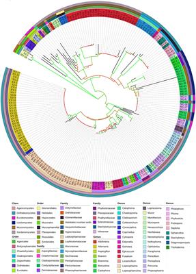 Distribution and diversity of cultured endophytic fungi in Gentiana straminea Maxim. at different altitudes on the northeastern Qinghai-Tibetan Plateau